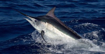 8 of the fastest sea animals