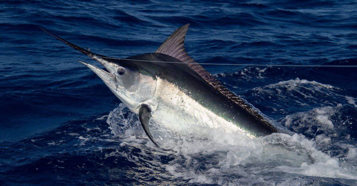 8 of the fastest sea animals