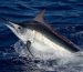 8 of the fastest sea animals