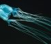 Box Jellyfish